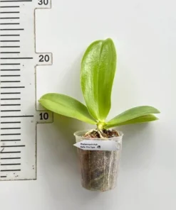 Alternative view of Ready to Flower Size Phalaenopsis Bellina 'Fire Type'