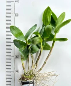 Alternative view of Ready to Flower Size Dendrobium Two Tone Red Yellow