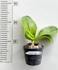 Alternative view of Ready to Flower Size Phalaenopsis Indigo Red X Violacea Sumatrana