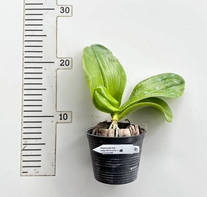 Ready to Flower Size Phalaenopsis Indigo Red X Violacea Sumatrana - Image 2