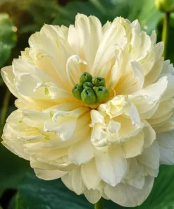 White 1000 Petals Lotus Tuber