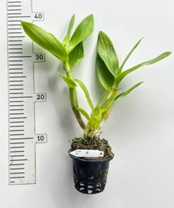 Alternative view of Ready to Flower Size Dendrobium Popeye