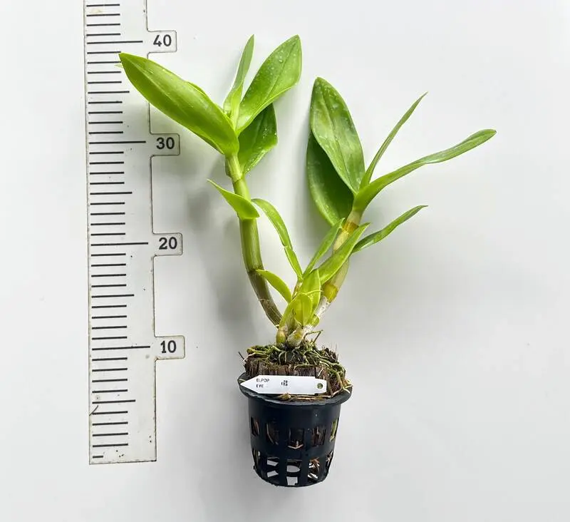 Ready to Flower Size Dendrobium Popeye - Image 2
