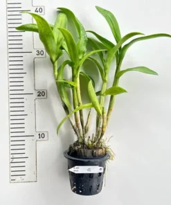 Alternative view of Ready to Flower Size Dendrobium Big King