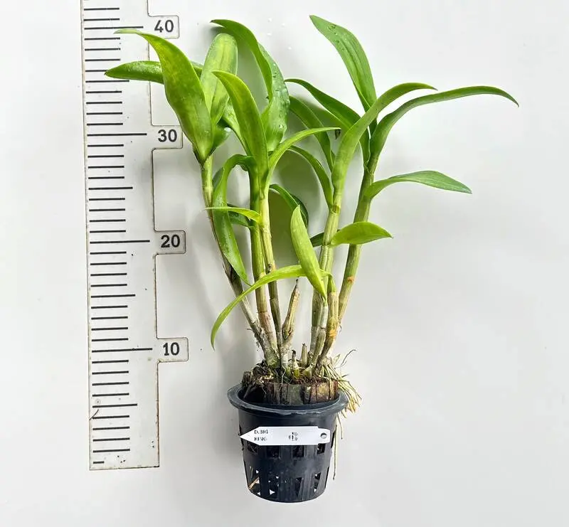 Ready to Flower Size Dendrobium Big King - Image 2