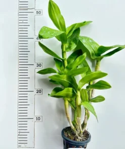 Alternative view of Ready to Flower Size Dendrobium Wattana