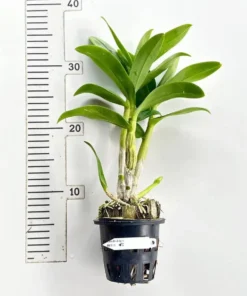 Alternative view of Ready to Flower Size Dendrobium Betty