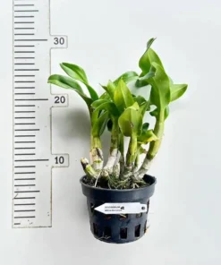 Ready to Flower Size Dendrobium White Doraemon - Image 2