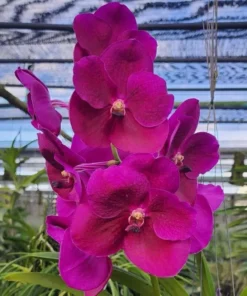 Vanda Boonsern Delight Pink Blooming Size
