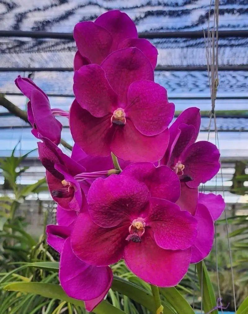 Vanda Boonsern Delight Pink Blooming Size