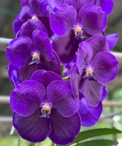 Vanda Boonseerm Delight Blue X Vanda 73 Blooming Size