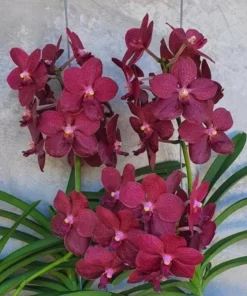 Vanda Meriilii x Dr Anek Blooming Size