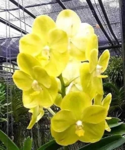 Vanda Jukkit Gold Blooming Size