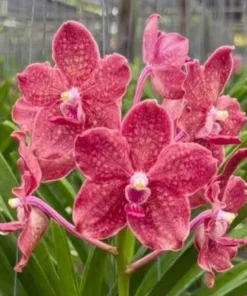 Vanda Suwannaphum Choco Blooming Size