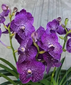 Vanda Suantang Blooming Size