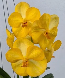 Vanda Siriwan Blooming Size