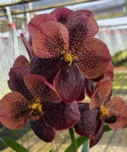 Vanda Tubtim x Kuay Jai Loong x Bitz Blooming Size