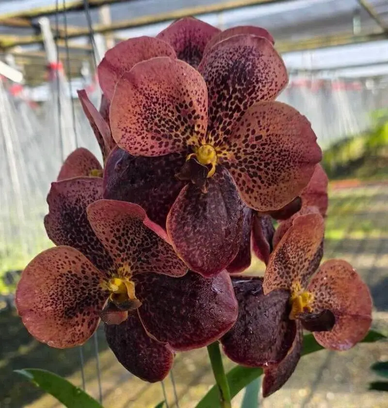 Vanda Tubtim x Kuay Jai Loong x Bitz Blooming Size