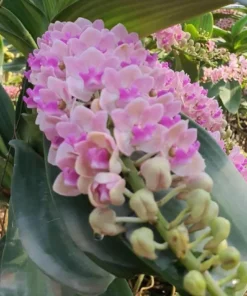 Rhynchostylis Pink Blue 13 (GIGANTEA NO.13) Seedling