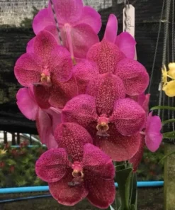 Vanda 25 Kulwadee Red x Kasem Delight Blooming Size