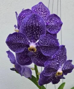 Vanda Pachong Blue x Kulwadee Fragrance Blooming Size