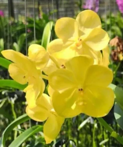 Vanda Pathom Gold x Jakkrit Gold Blooming Size