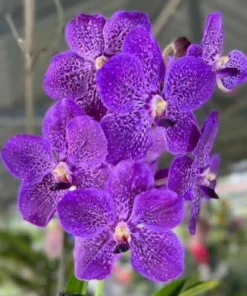 Vanda 140 Blooming Size