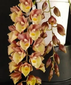 Catasetum Emerald Rose Blooming Size