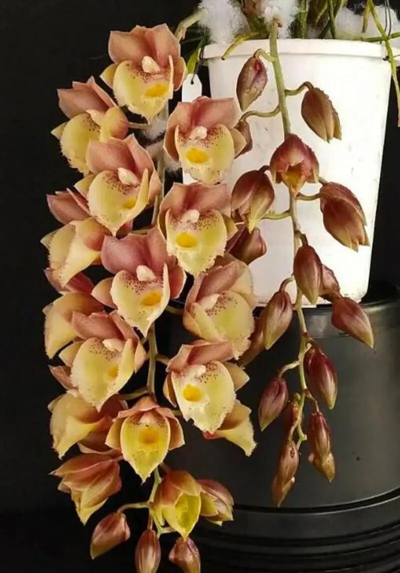 Catasetum Emerald Rose Blooming Size