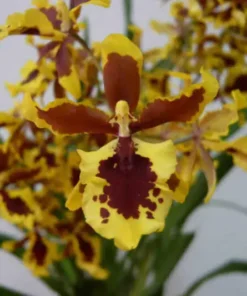 Oncidium Hwuludeen Blooming Size