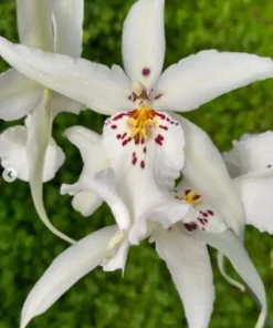 Oncidium White Fiary Blooming Size
