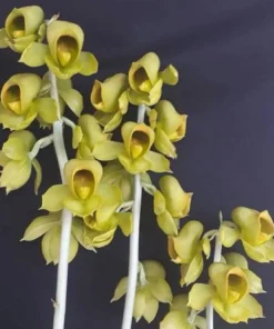 Catasetum Planiceps Blooming Size