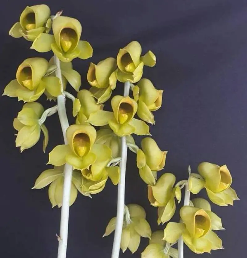 Catasetum Planiceps Blooming Size