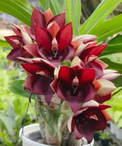 Catasetum Penang Blooming Size