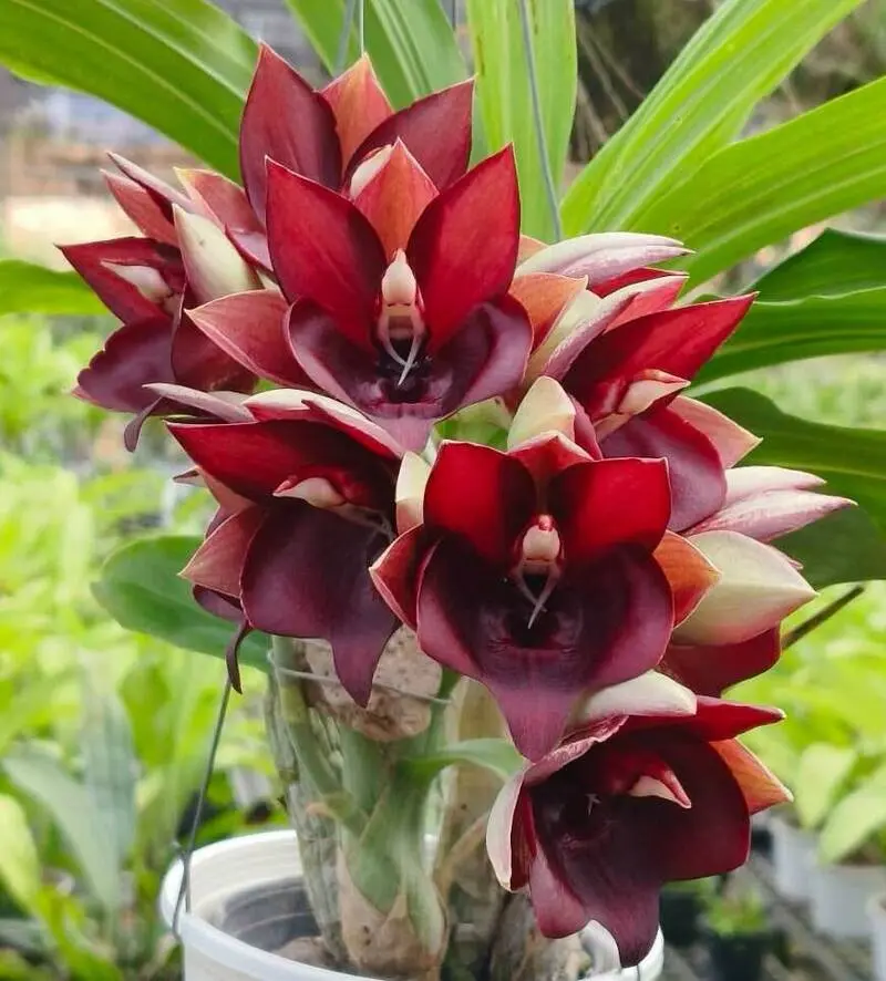 Catasetum Penang Blooming Size