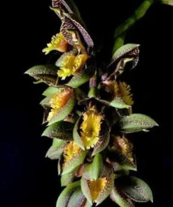 Catasetum Schunkei Blooming Size - Mounted