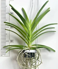 Vanda Suwannaphum Choco Blooming Size - Image 2