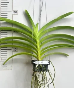 Alternative view of Vanda Bluenia x General Prinya Blooming Size