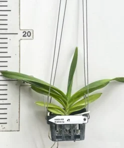 Alternative view of Vanda Flabellata Alba ( FB White Lip ) Blooming Size