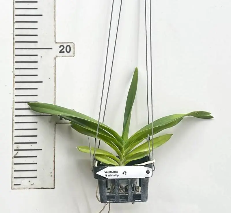Vanda Flabellata Alba ( FB White Lip ) Blooming Size - Image 2