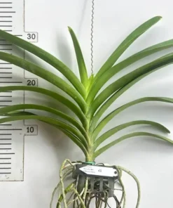Vanda 25 Kulwadee Red x Kasem Delight Blooming Size - Image 2