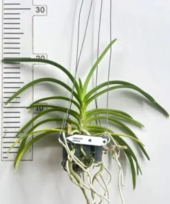 Alternative view of Vanda Lamellata (LAMELLA) Blooming Size