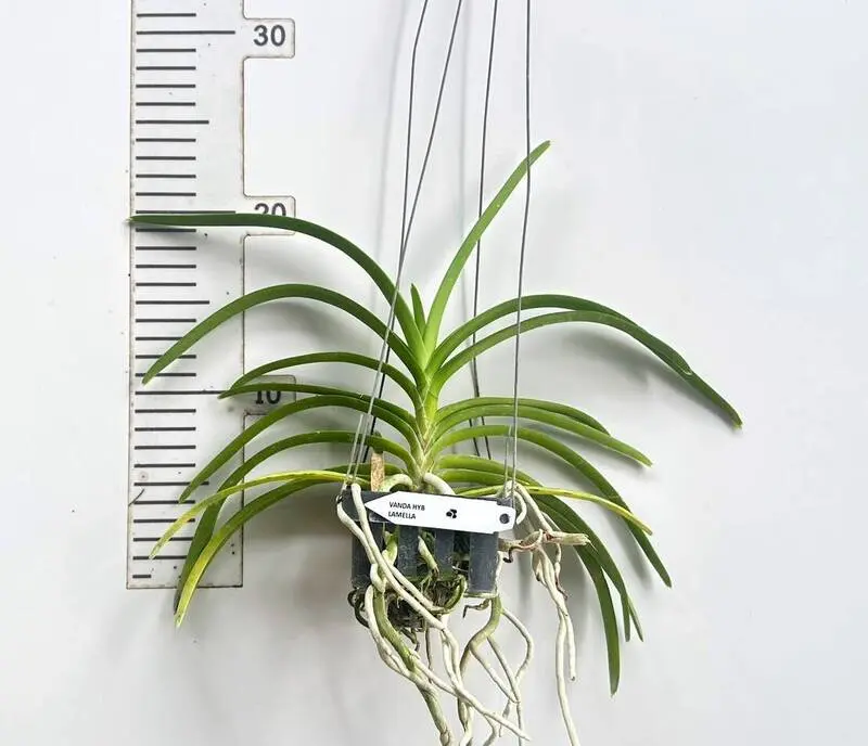 Vanda Lamellata (LAMELLA) Blooming Size - Image 2