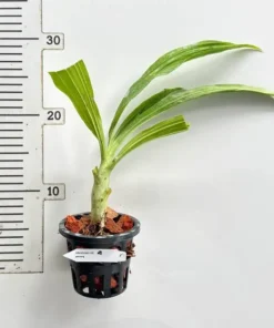 Alternative view of Catasetum Penang Blooming Size