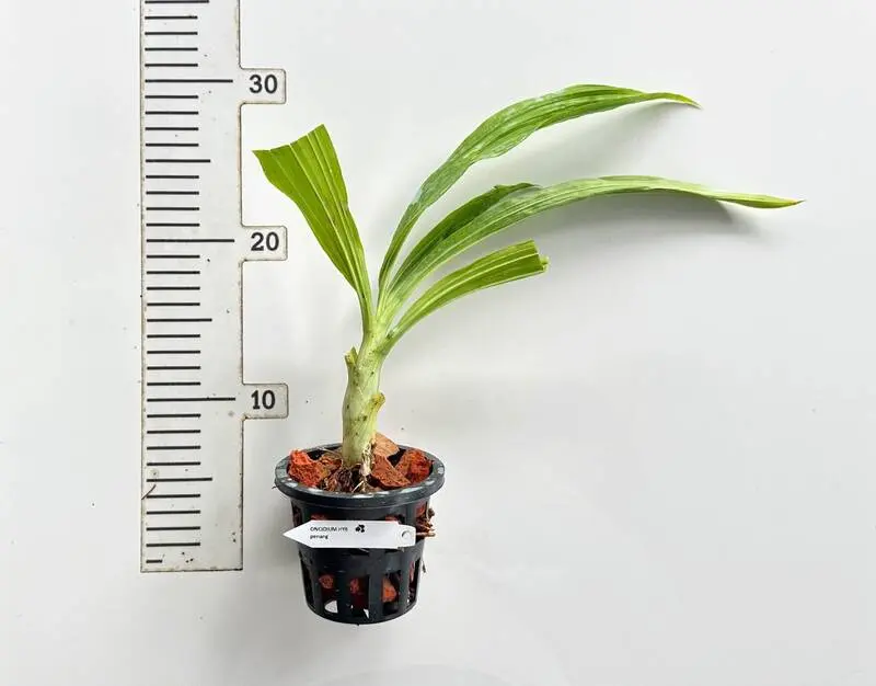 Catasetum Penang Blooming Size - Image 2
