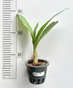 Alternative view of Catasetum Planiceps Blooming Size