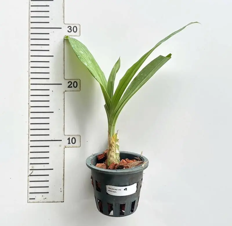 Catasetum Planiceps Blooming Size - Image 2