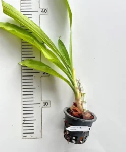 Alternative view of Catasetum Emerald Rose Blooming Size