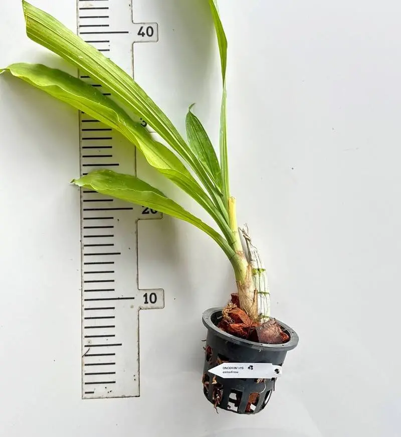 Catasetum Emerald Rose Blooming Size - Image 2