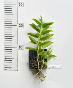 Alternative view of Dendrobium Onomanu 3 Lip Blooming Size - Mounted